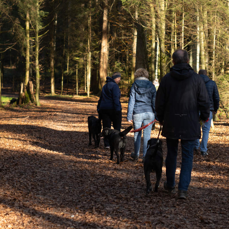 Waldspaziergang